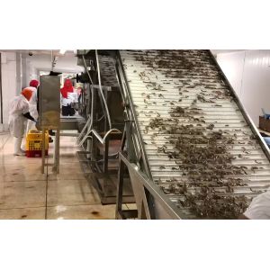 Seafood Processing Shrimp Grading Machine 6000x3200x2200mm Stable