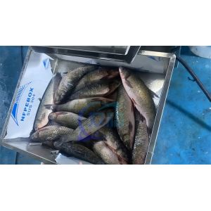 Stable Industrial Fish Scale Removing Machine , Wear Resistant Fish Descaling