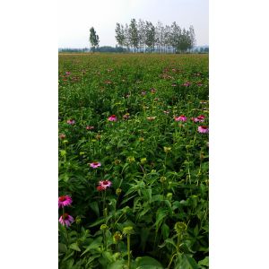 Wholesale Top Quality From 5 Years experience manufacture echinacea extract from china suppliers
