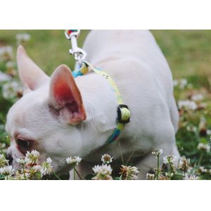 30m Sublimation Dog Leash