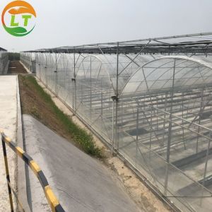 Multi-Span Agricultural Greenhouses Gutter Height for Optimal Temperature