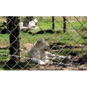 1.8mx10x50mmx50mm2.5mm, 29kg galvanized chain link fence slats Panels from ".