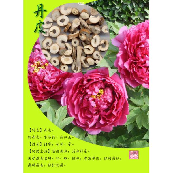 New Arrival 98% paeoniflorin chinese herbaceous peony extract powder