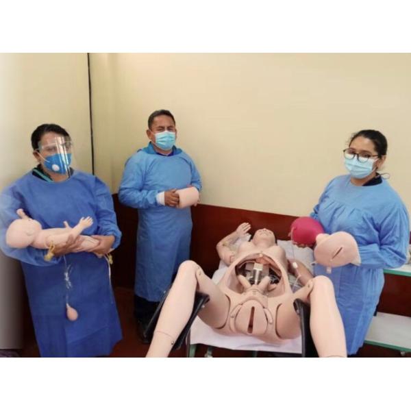 Functional Muscles Anatomical Elbow Joint Model For School Training