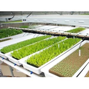 Vertical Farming Container Greenhouse in 40HQ Reefer with Hydroponic Container