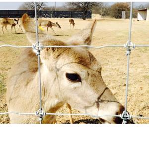Hot Dip Galvanized Cattle Fence Panel 8 Ft Height Fixed Knot Deer Wire Mesh