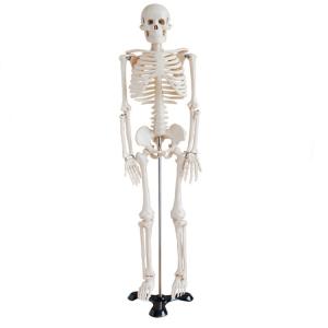 Medical Science 180cm Scattered Anatomical Skeleton Educational Model