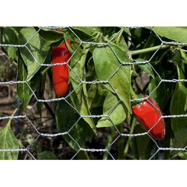 Galvanized Iron Chicken Wire Mesh Roll Double Twist Weave Easy Install For