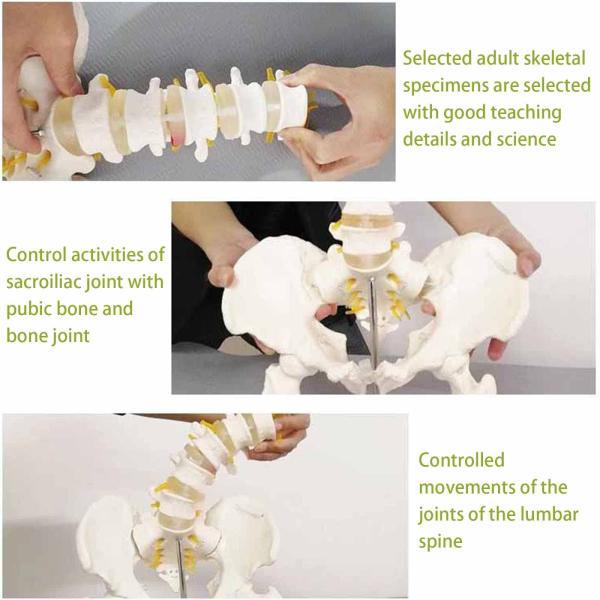 Medical Lumbar Spine Pelvic Anatomical Skeleton Model Vertebral Column 3D