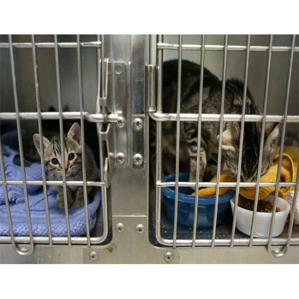 Galvanized / PVC Coating Welded Industrial Wire Mesh Containers For Animal Cage