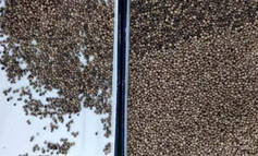 Pepper Seed CCD Color Sorter Machine Pepper Seed Separating Machine Pepper Seed