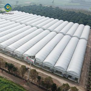 Elasticity 2.5mm 120km/H Multi Span Film Greenhouse
