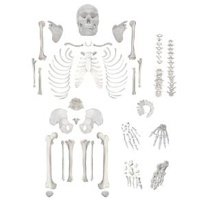 Scientific Life Size Disarticulated 180cm Human Skeleton Model