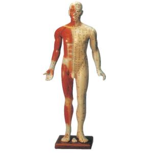 Wholesale Male Training Manikin Acupuncture Point Model mannequin with Fourteen Channel from china suppliers