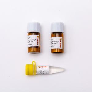 Lyophilized One Step RT PCR Master Mix DSPath 4X