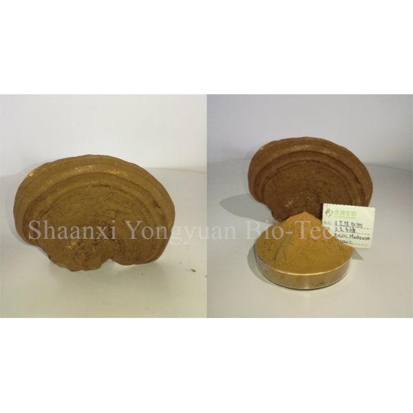 reishi mushroom series: Reishi slices, Reishi Mushroom Extract polysaccharide 20