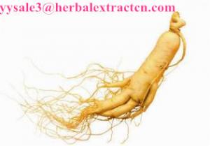 China Panax Ginseng Flower P.E., Ginsenosides 80% UV& HPLC, Ginseng berry Extract, Ginseng root Extract, Ginseng stemleaf Ext on sale