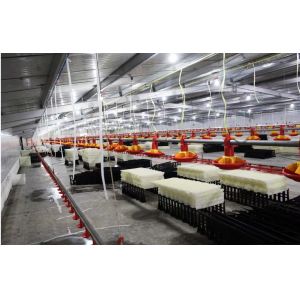 Customized Broiler Chicken Feeding Equipment With Automatic Drinking / Feeding