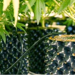 Convenient and eco-friendly pruning container root pot for wholesales