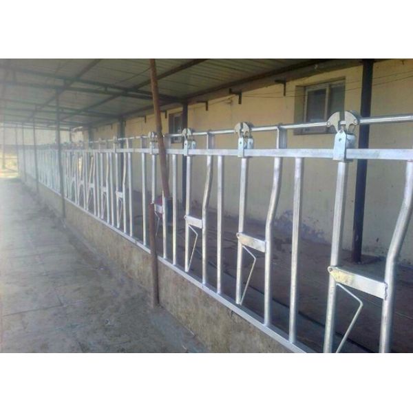 Quality Customized Dairy Farm Cow Head Lock For Weaning / Lactating / Dry Calf for sale
