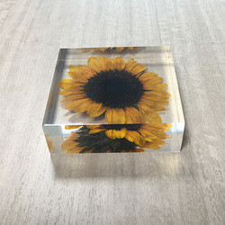 Cubic Flower Paperweight With Dandelion Inside Embed Processing