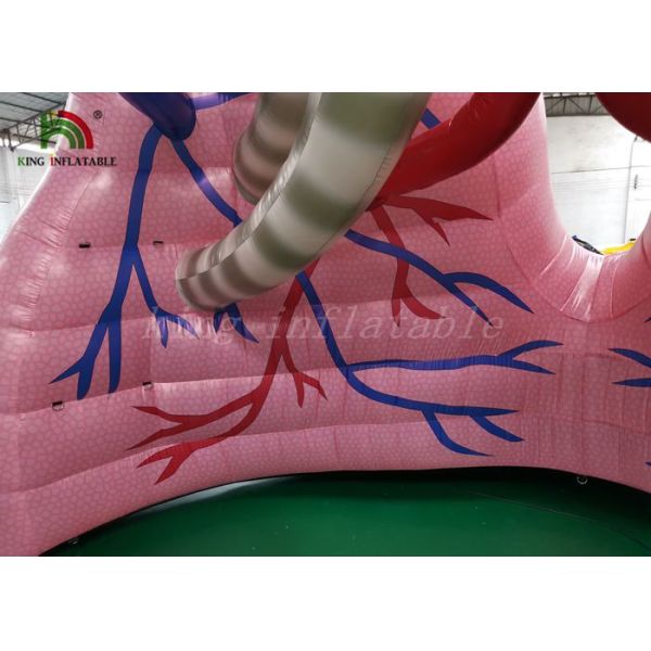 Flesh - Colored Blow Up Simulation Lung Model Organ Show Tent For Medical Study