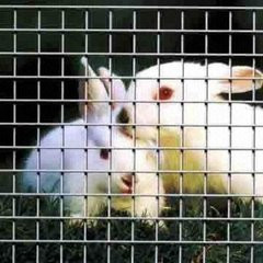 0 . 9m Galvanized Welded Wire Sheets , Rabbit Cage Square Welded Wire Fabric