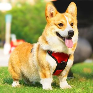 Personalized Reflective Explosion-Proof Leash for Medium and Large Dogs at