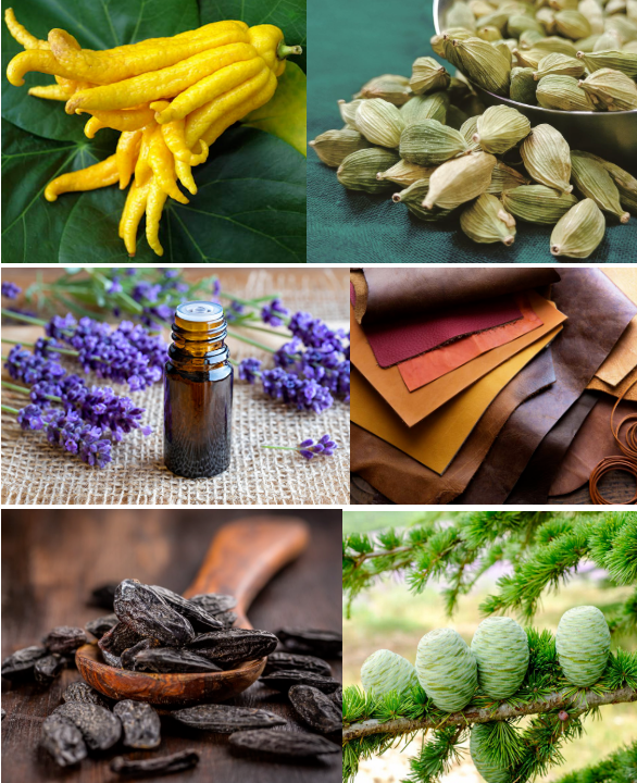 100% Concentrated Jean Paul Gaultier Le Male Essence Red Perfume Fragrances For Perfume Making Purity