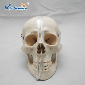 Teaching Anatomical Skeleton Model Anatomy And Physiology Skull VIC-104