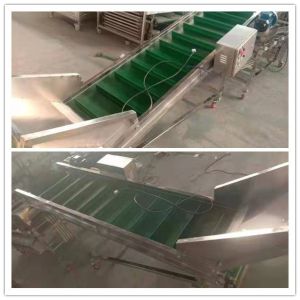 China mushroom classification machine, mushroom classifier, mushroom sorting machine on sale China mushroom classification machine, mushroom classifier, mushroom sorting machine on sale