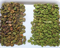 Multi-funstional Cereals CCD Sorting Machine Mung Bean Red Bean Optical Color