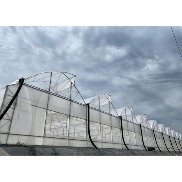 3m-6m Tropical Sawtooth Greenhouse Gutter Connected Steel Framework For Hydroponic Roses