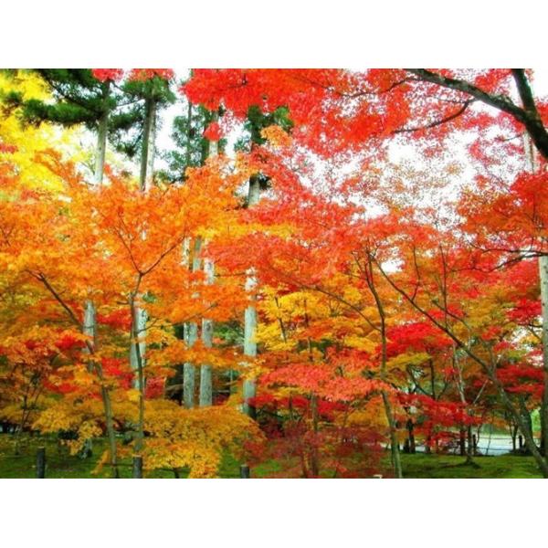 cute quaint custom design china 3D advertising lenticular picture customized