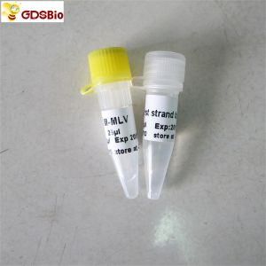 Wholesale M-Mlv Reverse Transcriptase PCR Reagents Rt PCR R1041/R1042 from china suppliers
