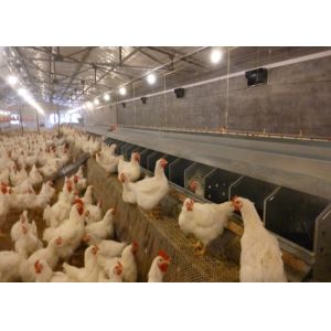Galvanized SS304 Chicken Egg Collection System 2440mm Length