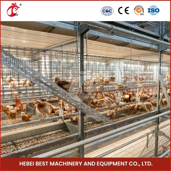 Automated A Type Broiler Chicken Cage Commercial Farmining Chicken Cages for