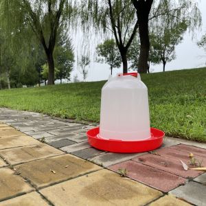 Efficient Durable Poultry Drinker Reliable Source Essential Tool Health Issues