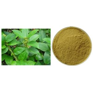 Gymnema Sylvestre Leaf Anthocyanin Extract Powder For Pharmaceutical