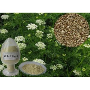Sex Product Snowparsley Extract ---Cnidium Monnieri (L.) Cuss