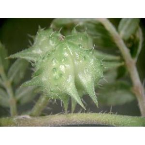 Tribulus Terrestris Pure Extract, CAS No.55056-80-9, CAS No.: 11006-75-0,