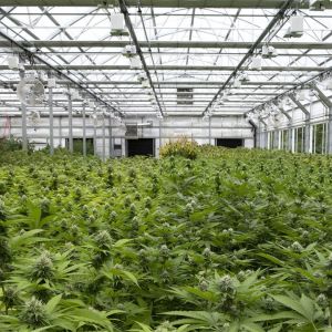 Experience Optimal Growth with 5M Greenhouse Light Deprivation and Automated