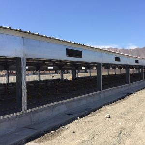 Q235B Q355B Steel Structure Chicken House , Economical Prefab Steel Structure