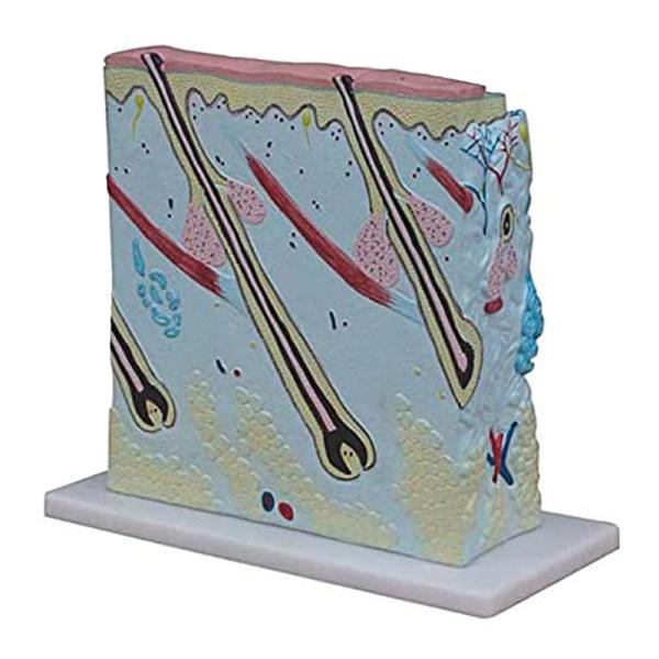 105 Times Enlarged Medical Educational Human Anatomy Skin Model For Students Study 3D View