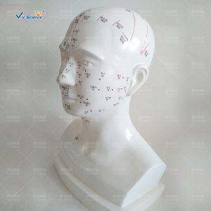 Medical Model Human Head Acupuncture Model for Teaching Mode