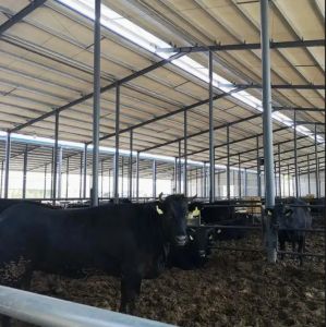 Prefabricated Light Steel Structure Dairy Cow Cattle Farm Shed Cow Shed