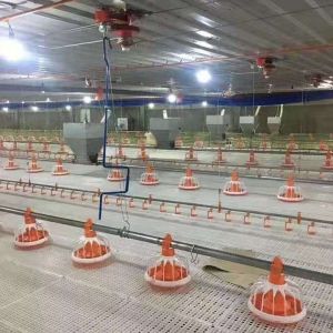 Floor Ground Chicken Water Feeding System Broiler Automatic Feeder