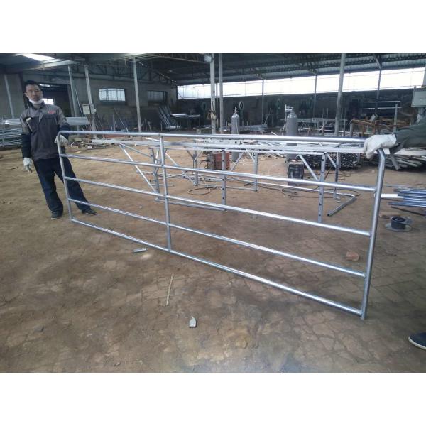 Anti Rust Galvanized 2400x1170mm Livestock Handling Equipment