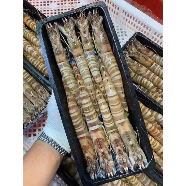 Disposable Rectangular Plastic Food Tray Fresh Pp Shrimp Tray Fruit And Vegetable Food Frozen Seafood Preservation Tray Packaging