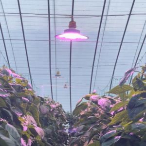 LED Plant Growth Lamp Full Spectrum High Power Complement Lamp
